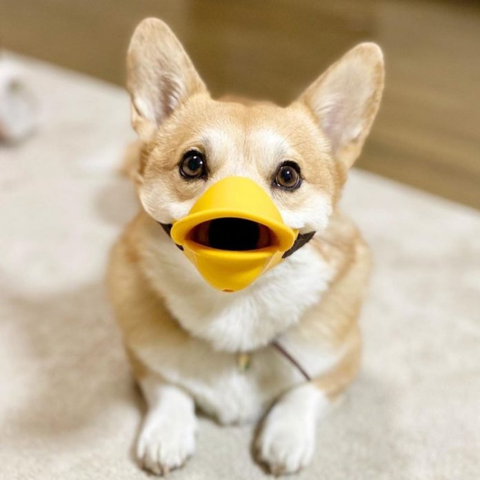 Corgi and his funny face - a new meme on the Internet