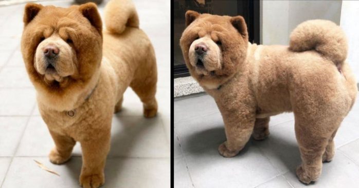 teddy bear chow chow puppies