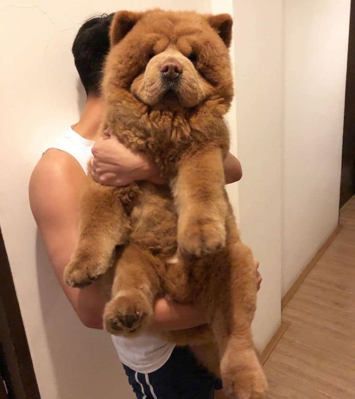 teddy bear chow chow puppies